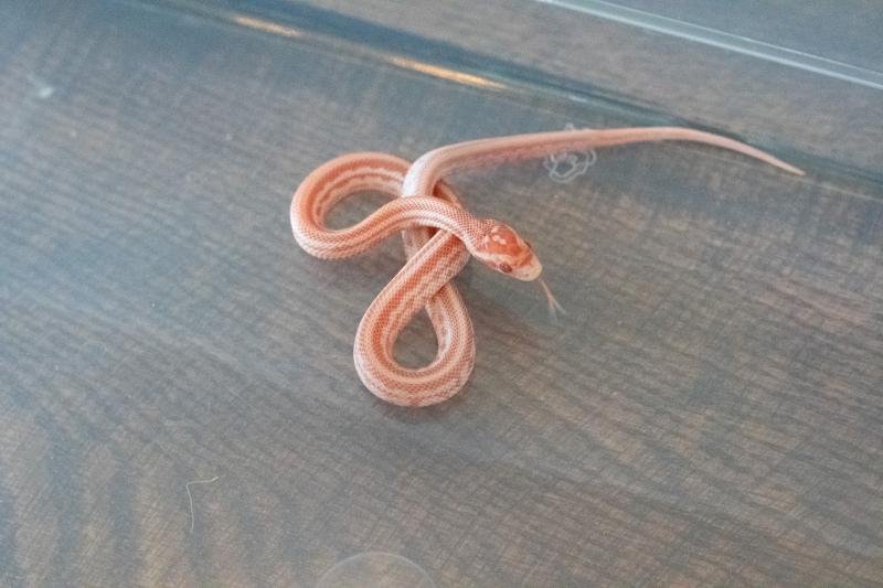 An amel tessera corn snake