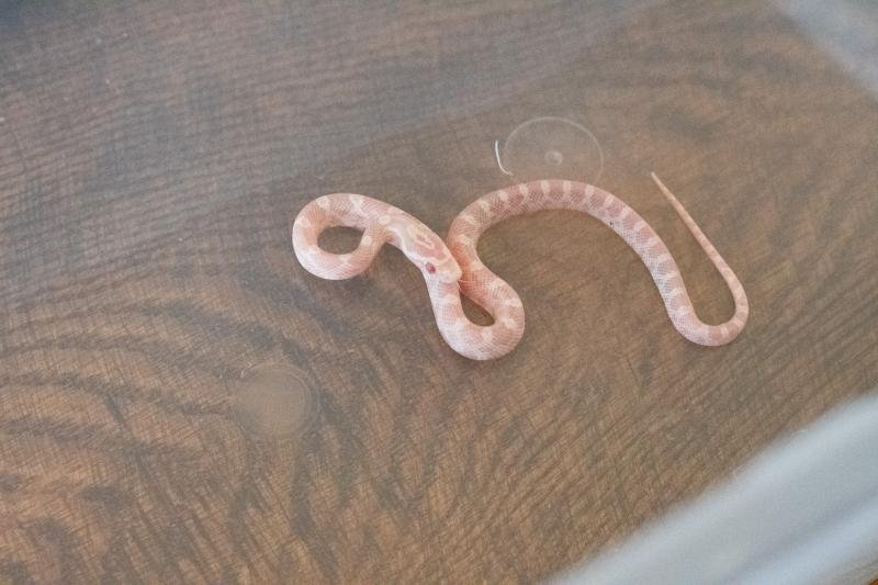 A snow corn snake