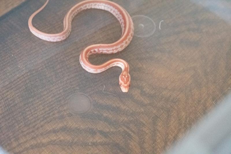 An amel tessera corn snake