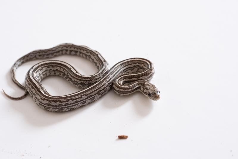 A juvenile anery tessera corn snake.