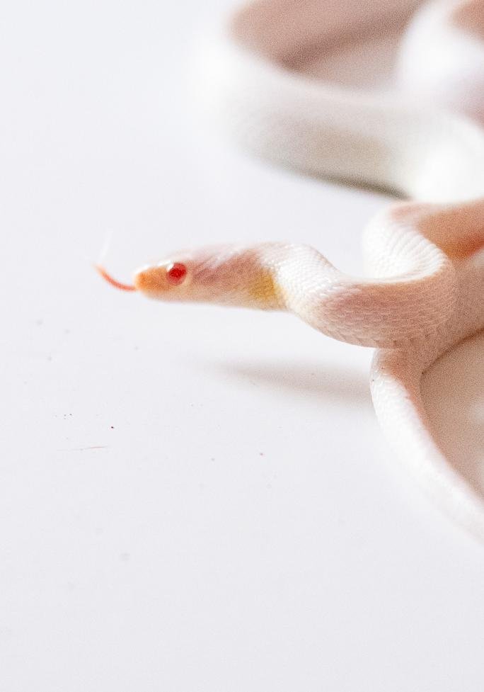 A blizzard tessera cornsnake