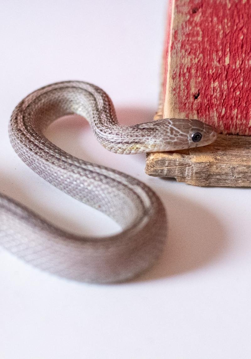 A tessera motley pewter corn snake