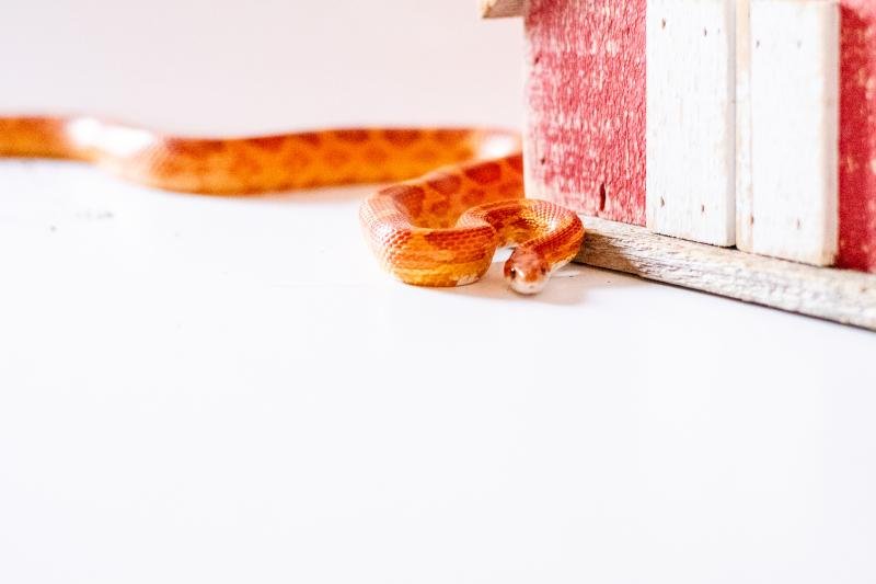 A normal corn snake
