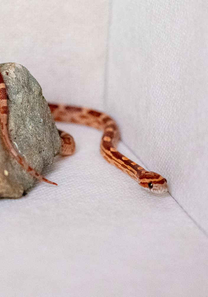 Motley corn snake hatchling