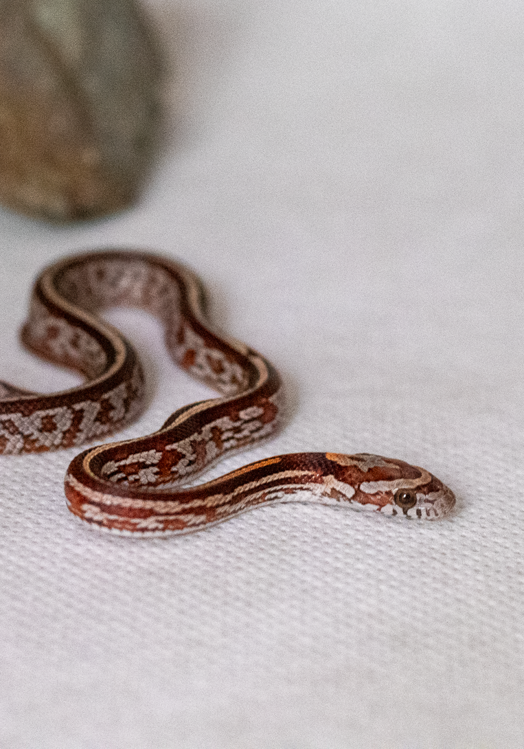 Tessera corn snake hatchling