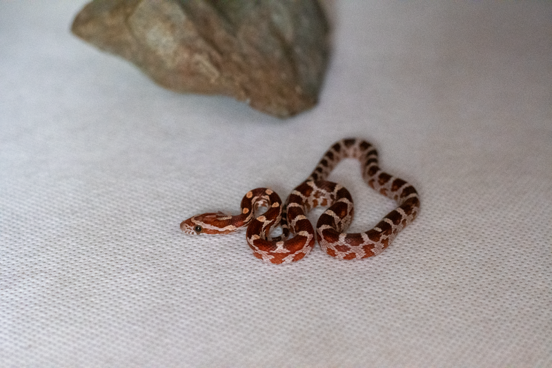 Normal corn snake hatchling