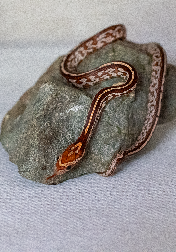 Tessera corn snake hatchling