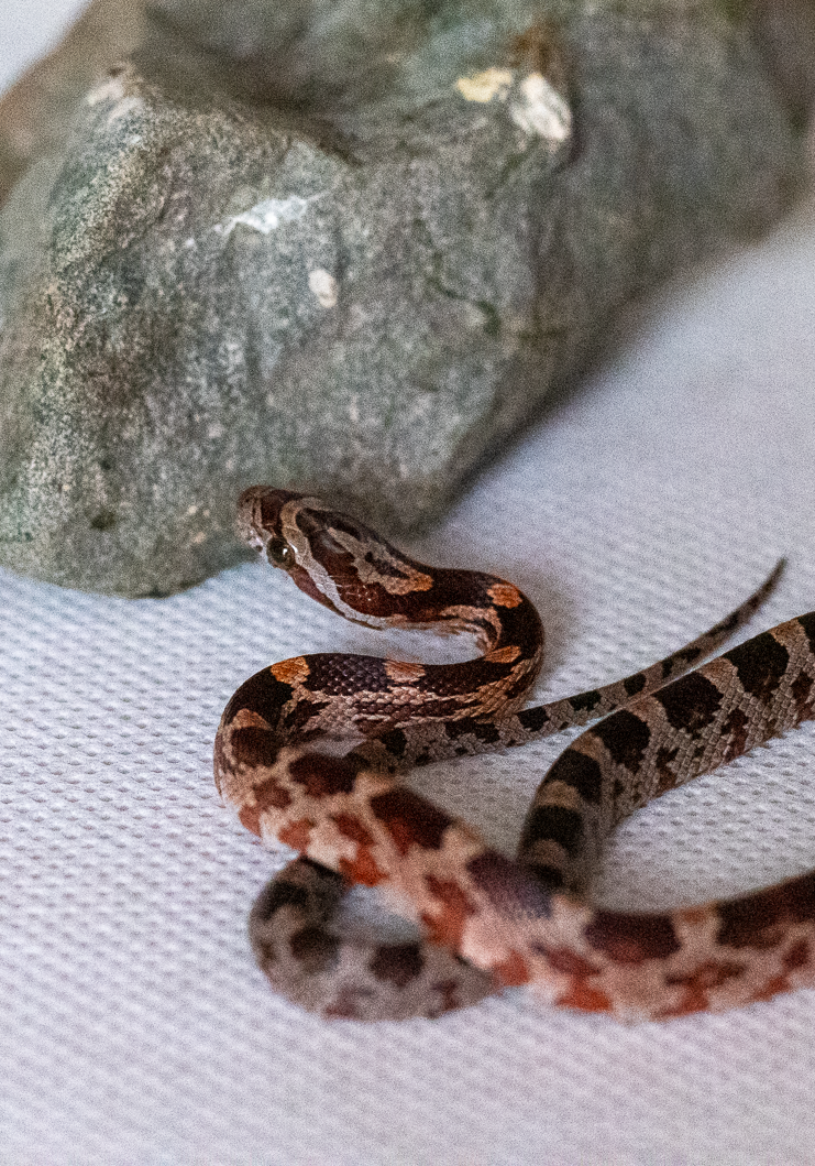 Normal corn snake hatchling