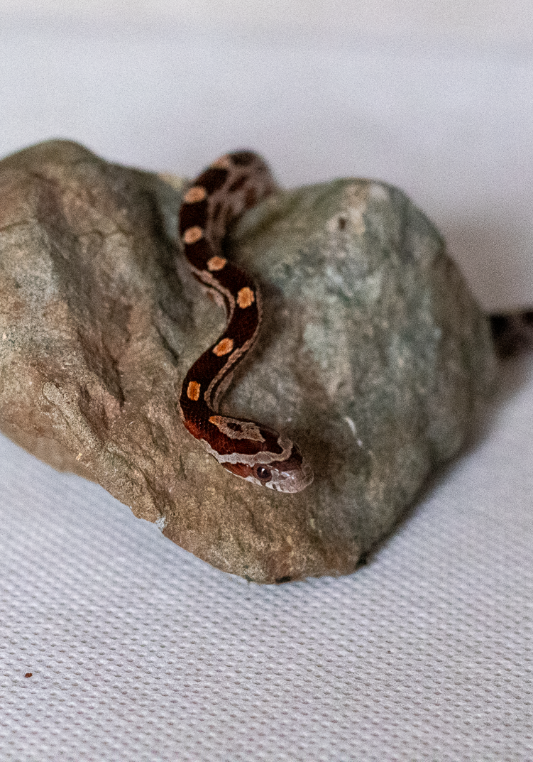 Normal corn snake hatchling