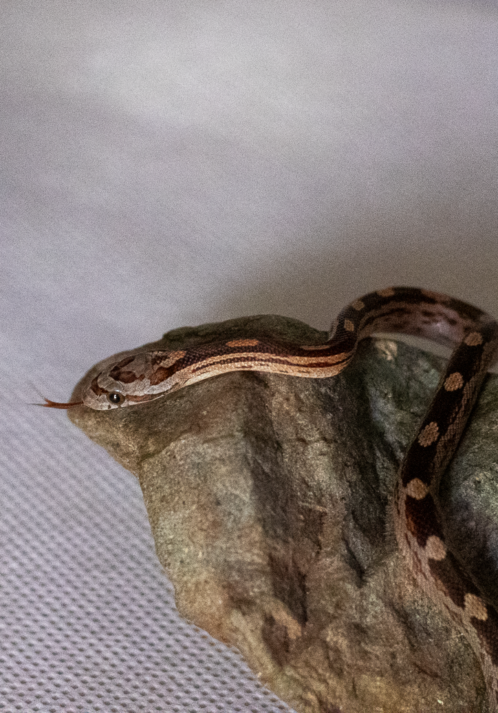 Motley corn snake hatchling
