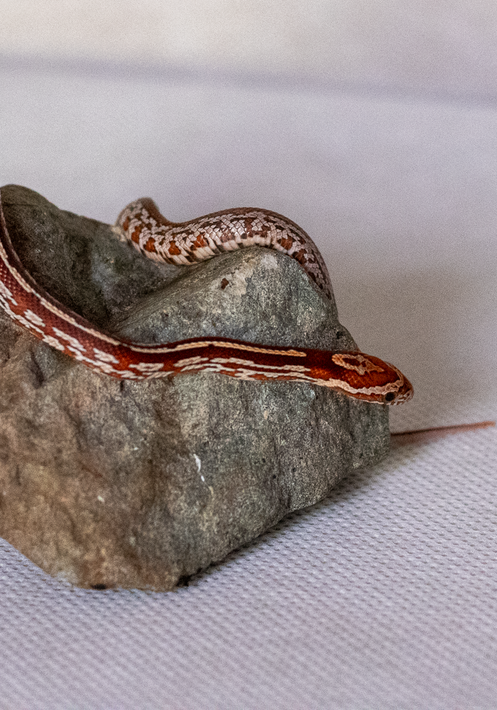 Tessera corn snake hatchling