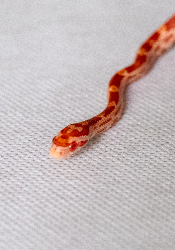 Amelanistic corn snake hatchling