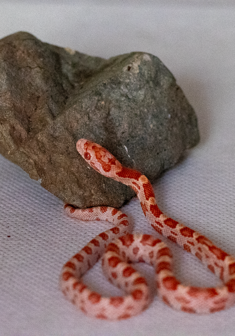 Amelanistic corn snake hatchling